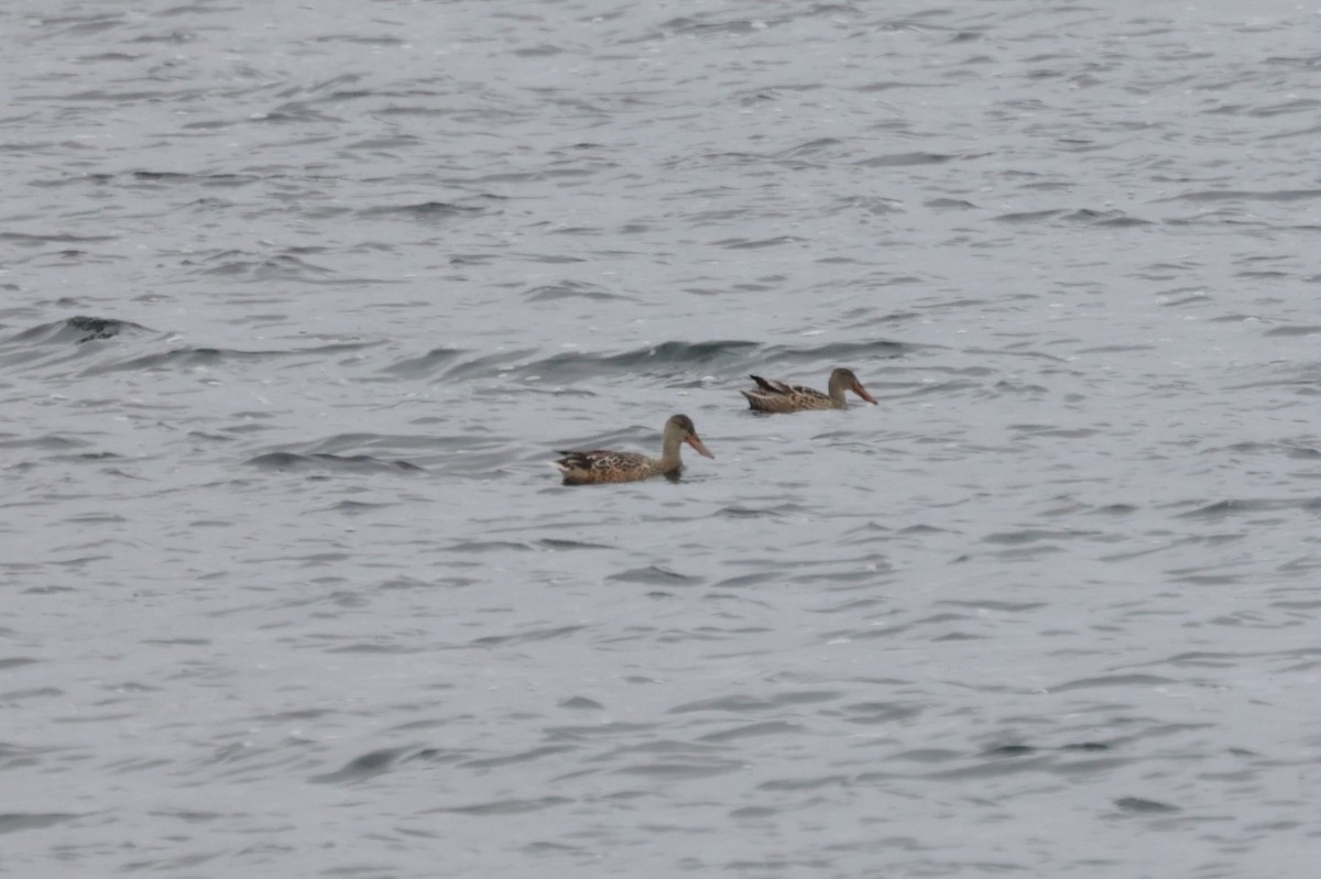 Northern Shoveler - ML495636261