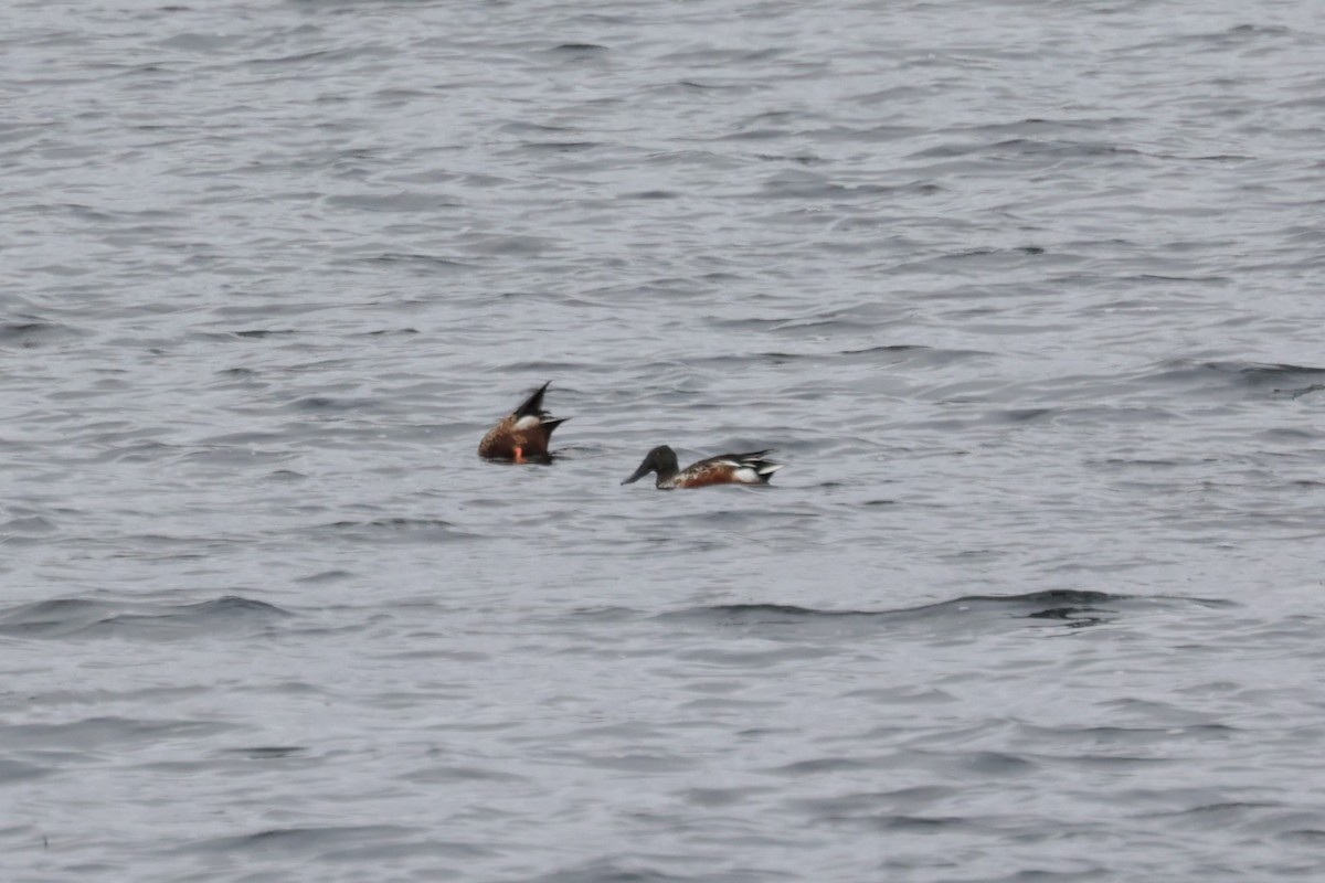 Northern Shoveler - ML495636271