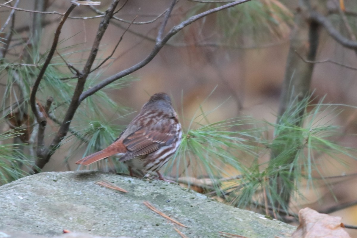 Fox Sparrow (Red) - ML495636771