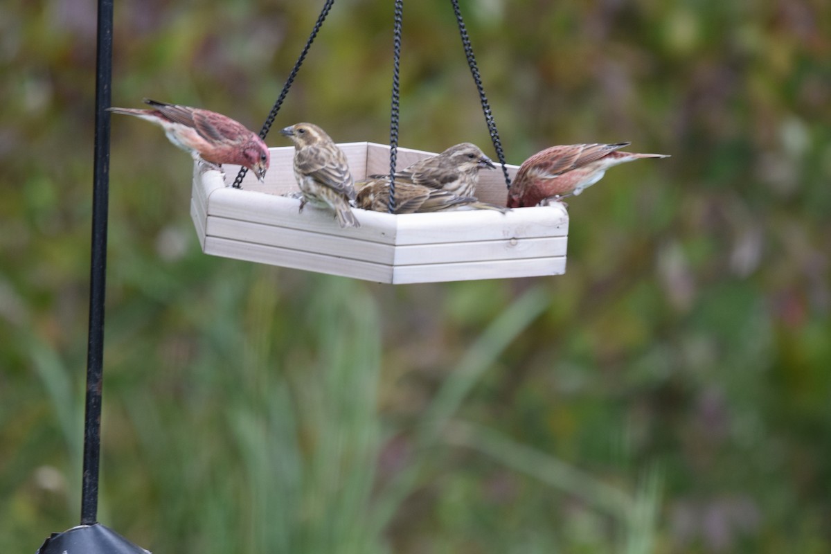 Purple Finch - ML495636941