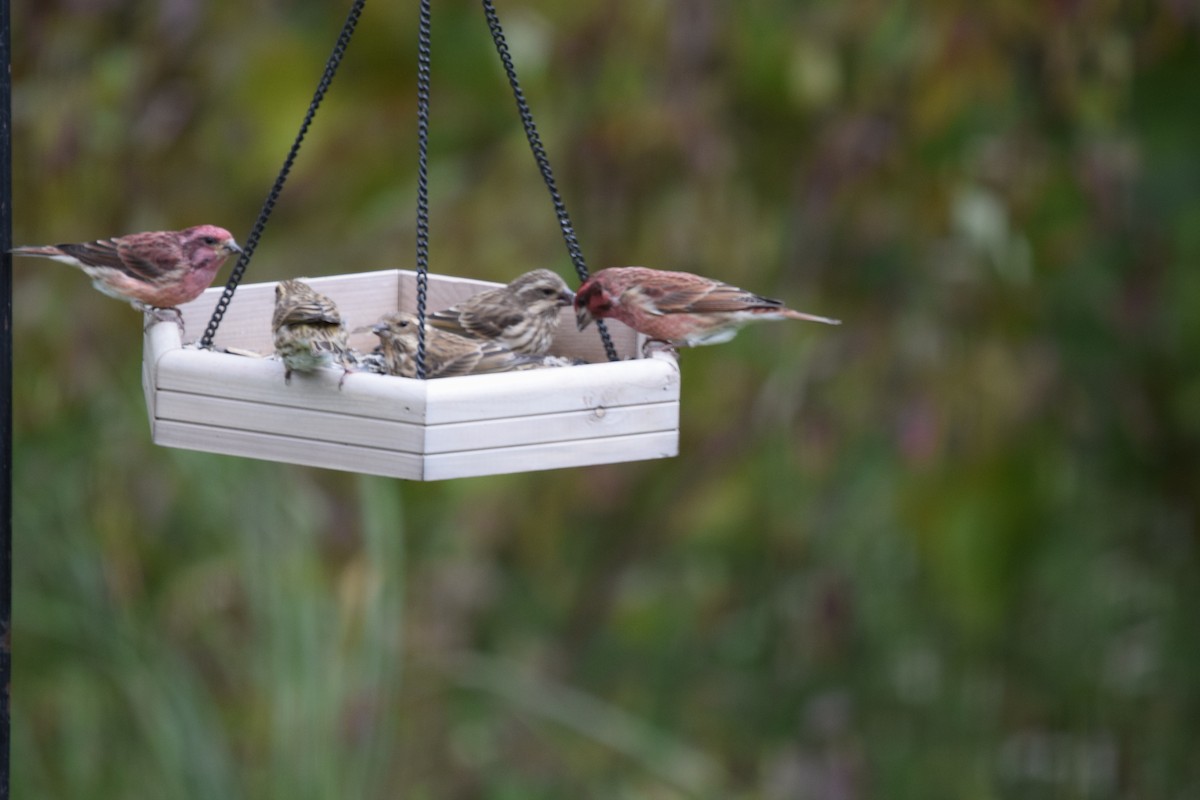 Purple Finch - ML495636951