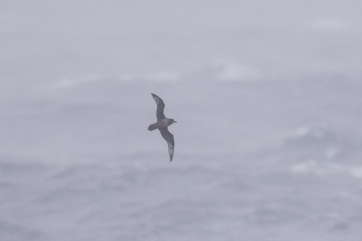 Providence Petrel - ML495637981