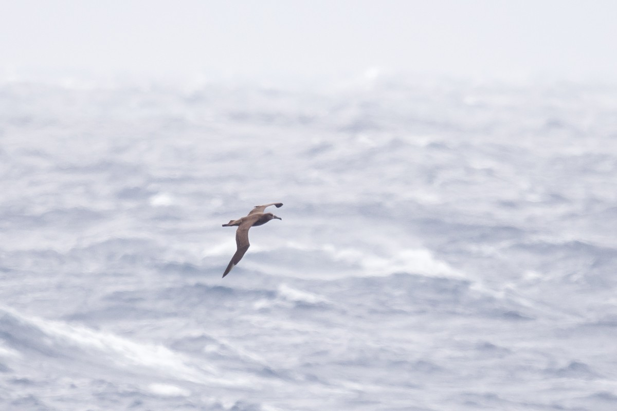 Black-footed Albatross - Yann Muzika