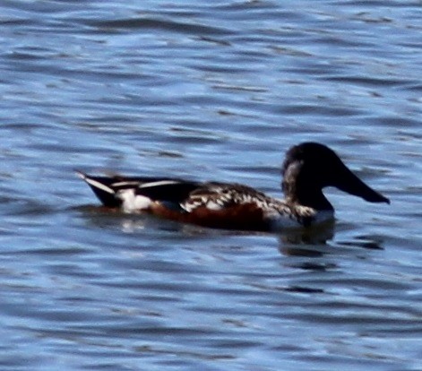 Northern Shoveler - ML49563961