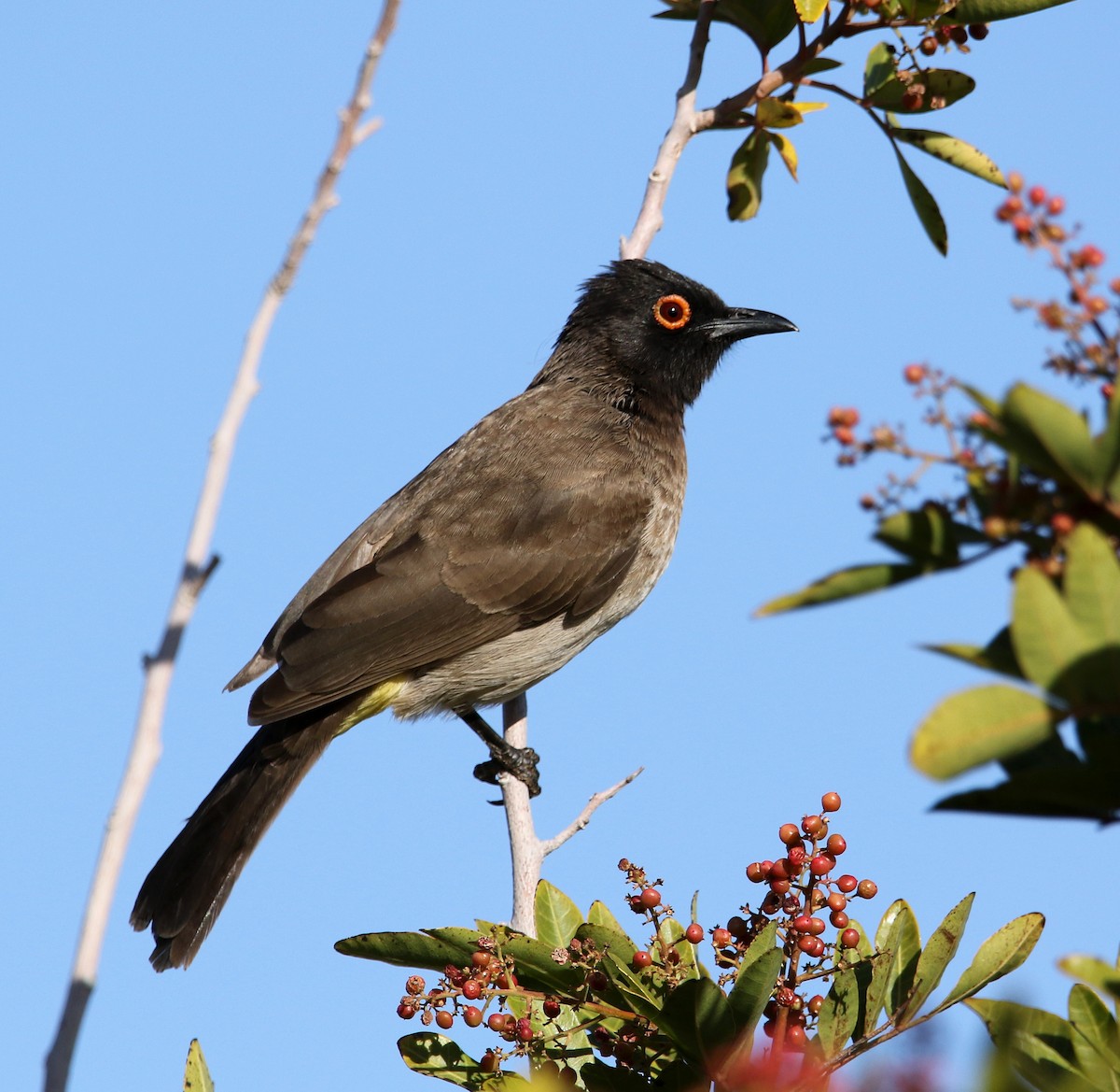 Black-fronted Bulbul - ML495642411