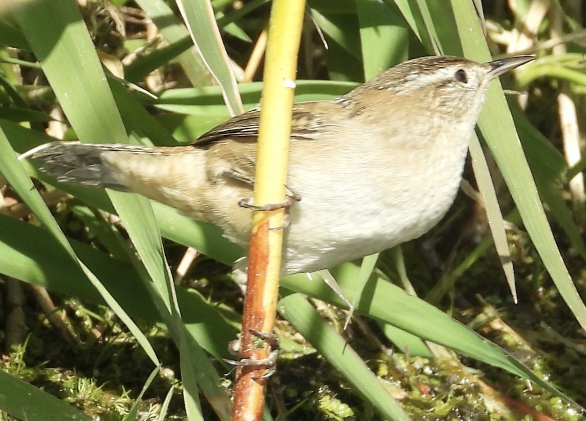 Marsh Wren - ML495642481