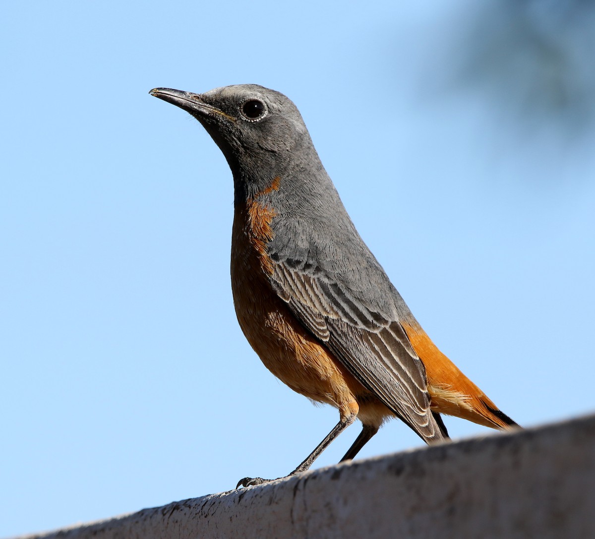 Short-toed Rock-Thrush - ML495642501