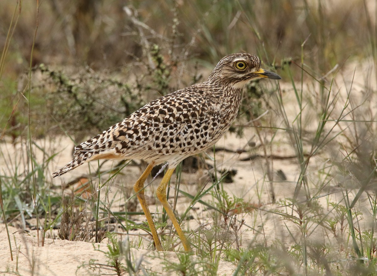 Spotted Thick-knee - ML495642921