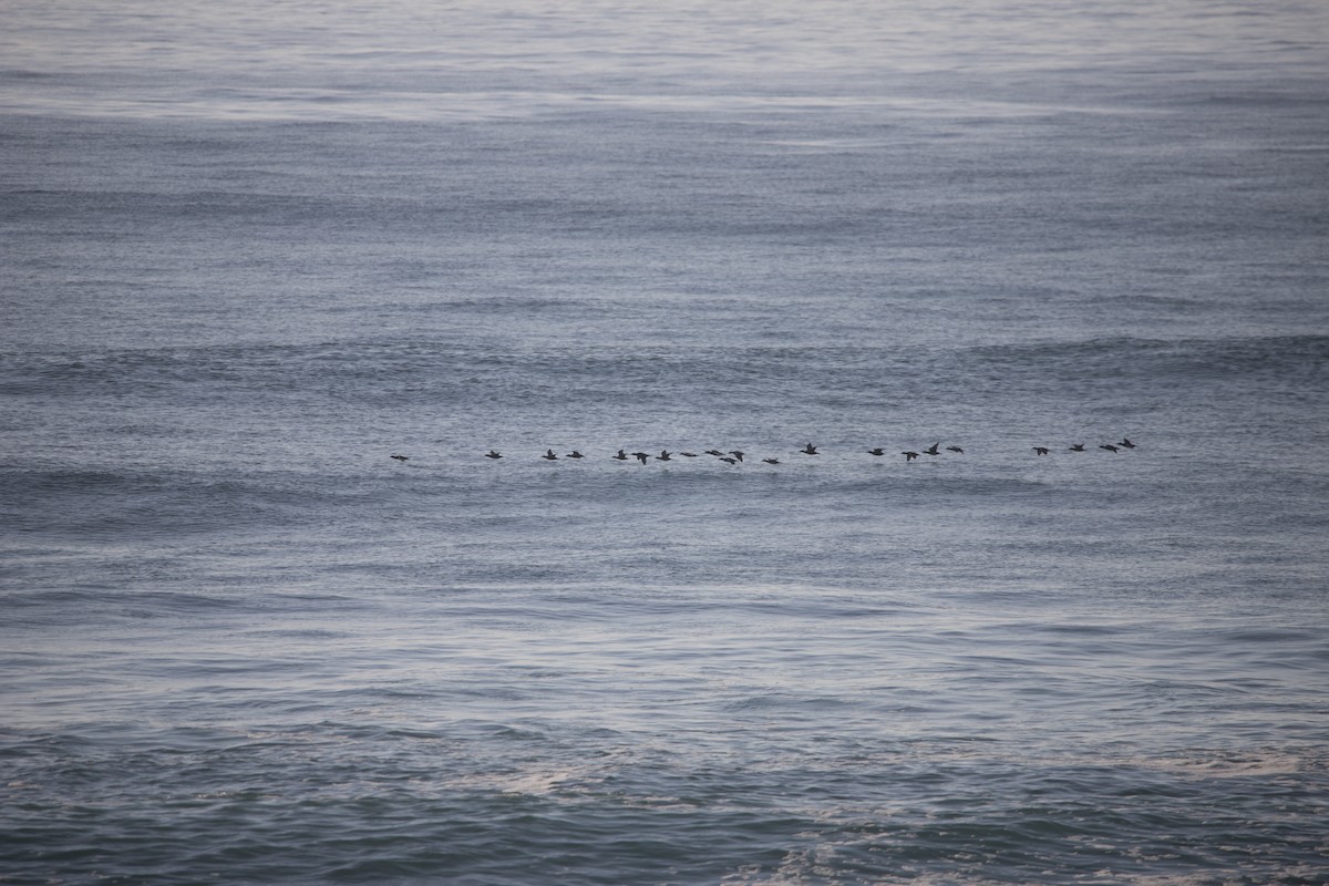 White-winged Scoter - ML495644781