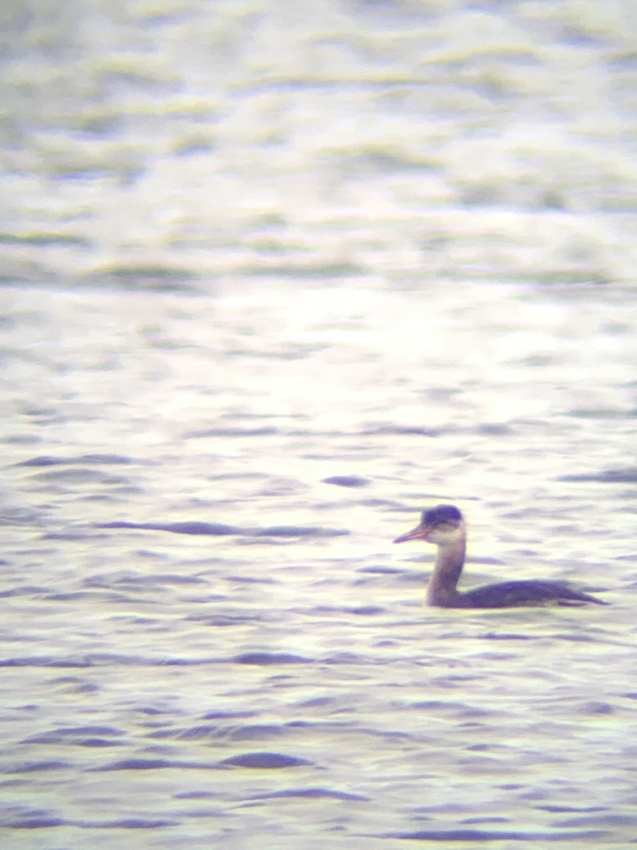 Red-necked Grebe - ML495645111