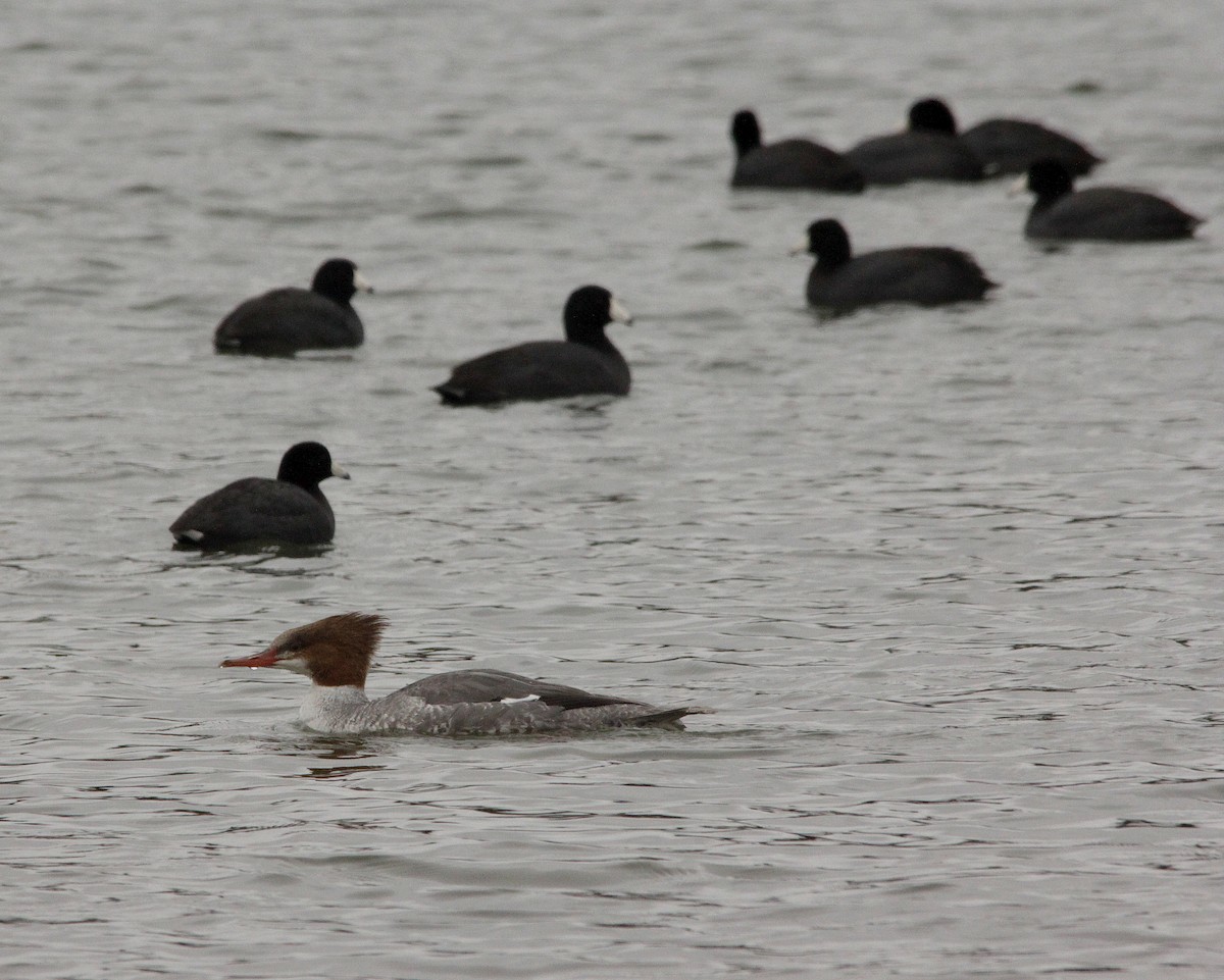 Common Merganser - Robert Qually