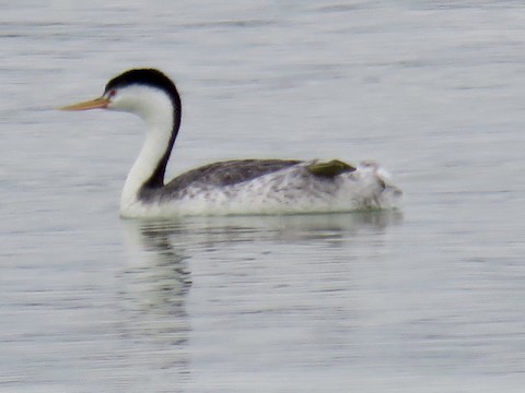 Clark's Grebe - ML495646461