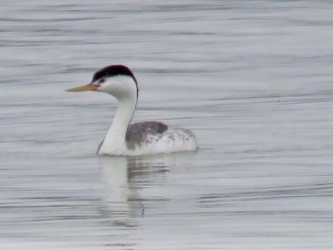 Clark's Grebe - ML495646471