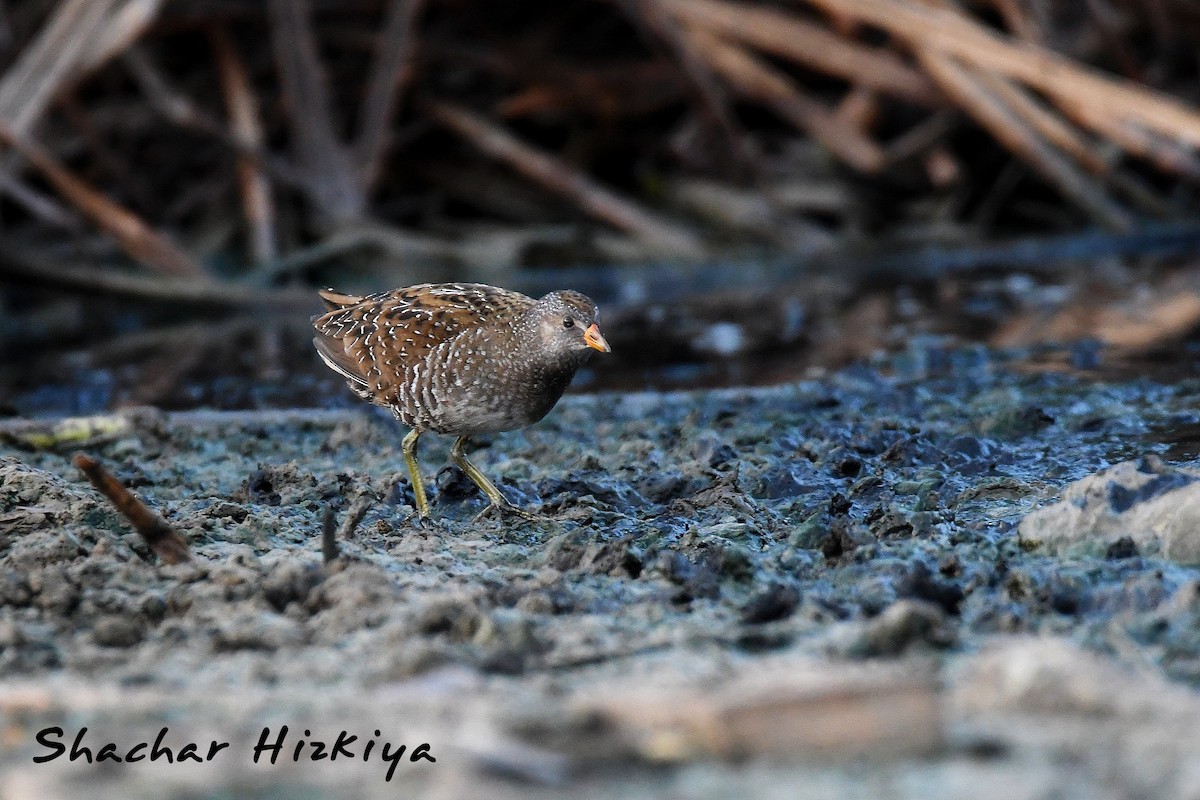 Spotted Crake - Shachar Hizkiya