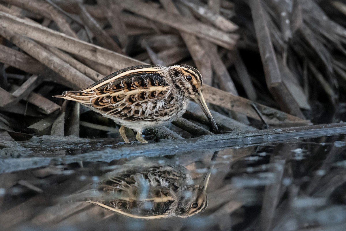 Jack Snipe - ML495647101