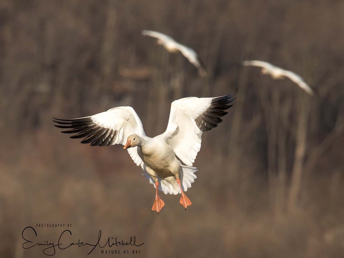 Snow Goose - Emily Carter