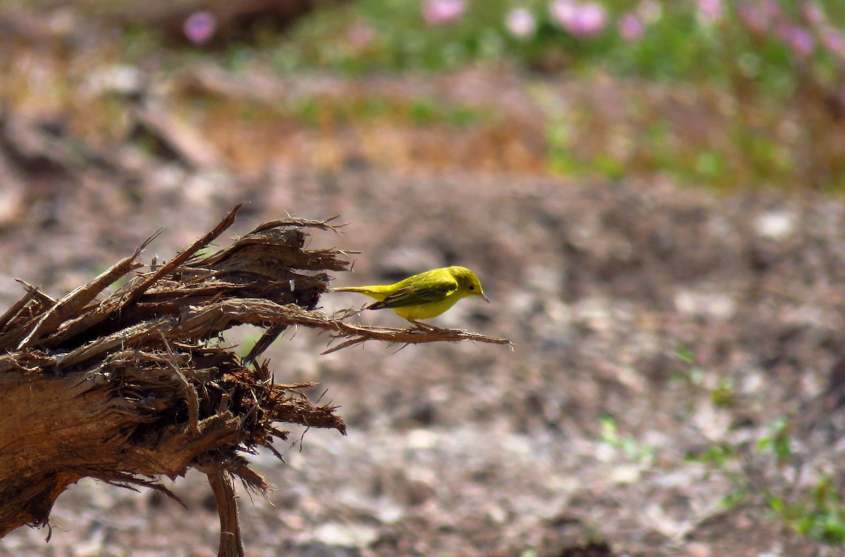 Yellow Warbler - ML49565071