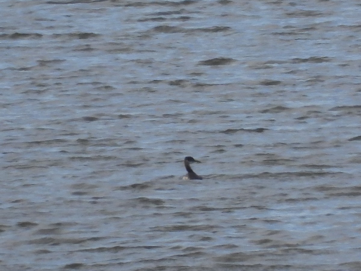 Red-necked Grebe - ML495651241