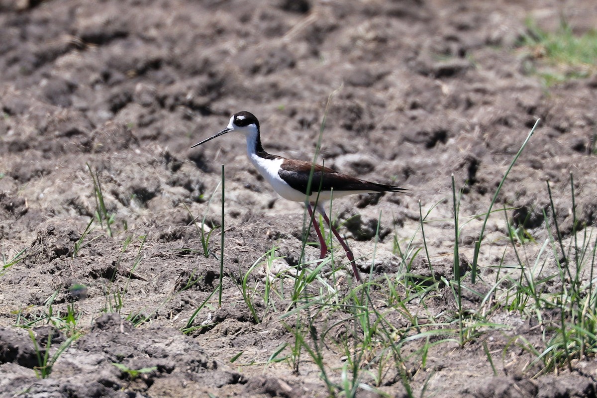 Black-necked Stilt - ML495651271
