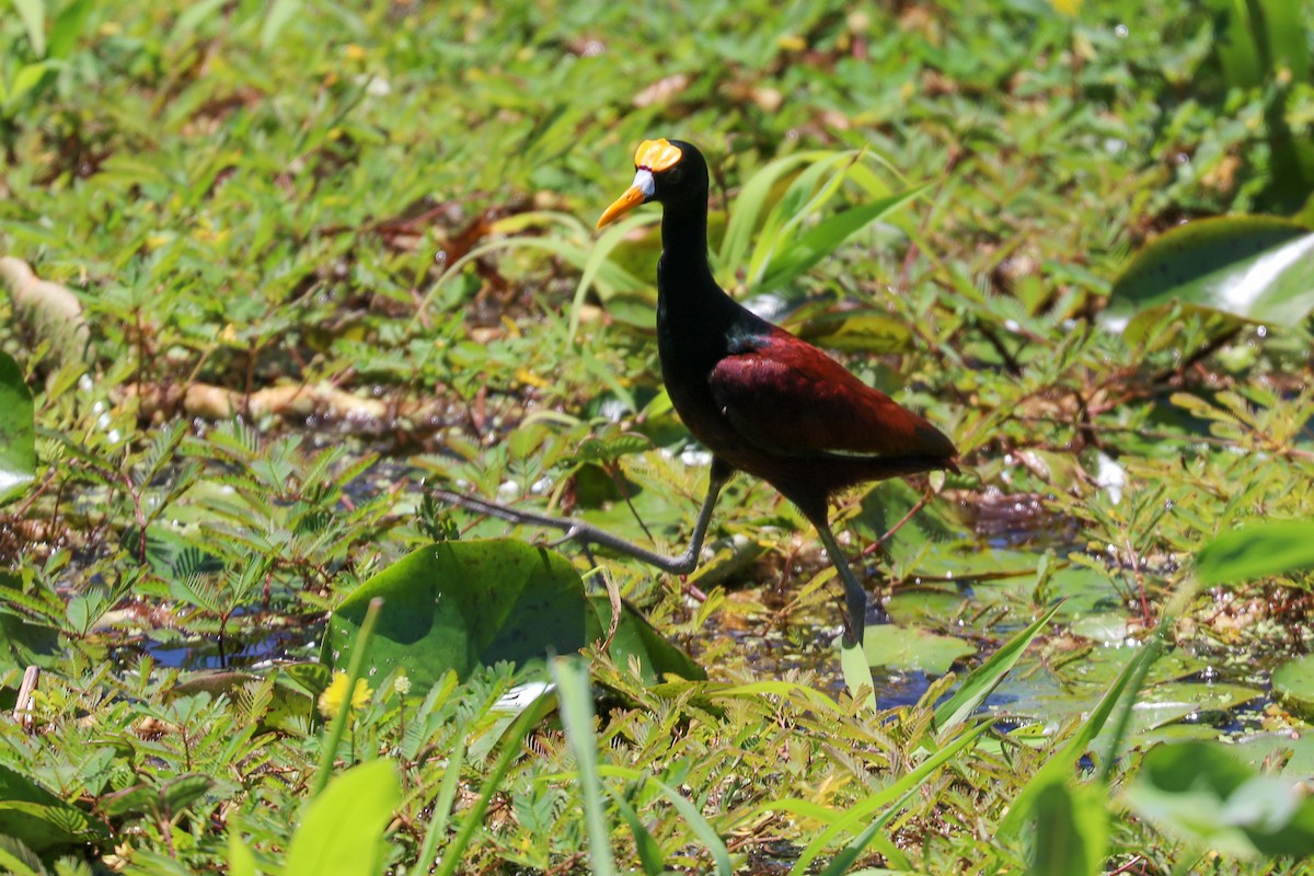 Northern Jacana - ML495651311