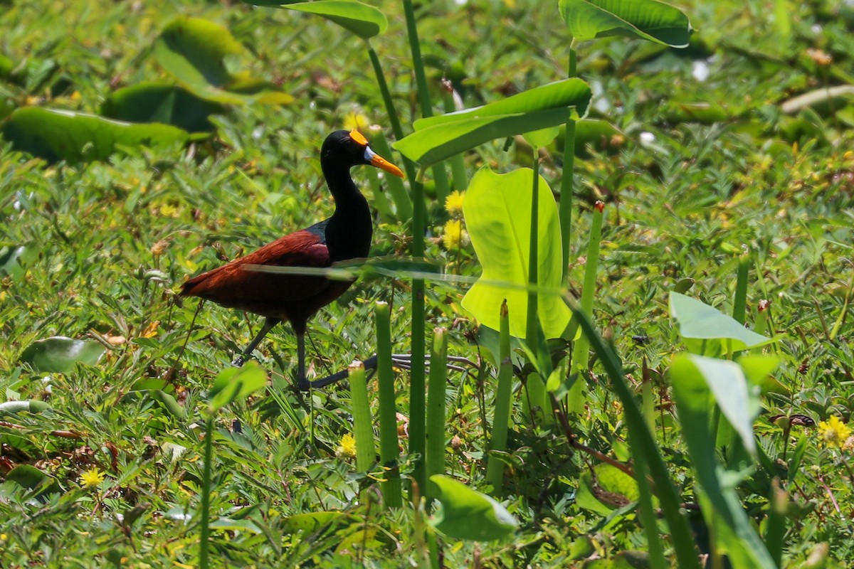 Northern Jacana - ML495651321
