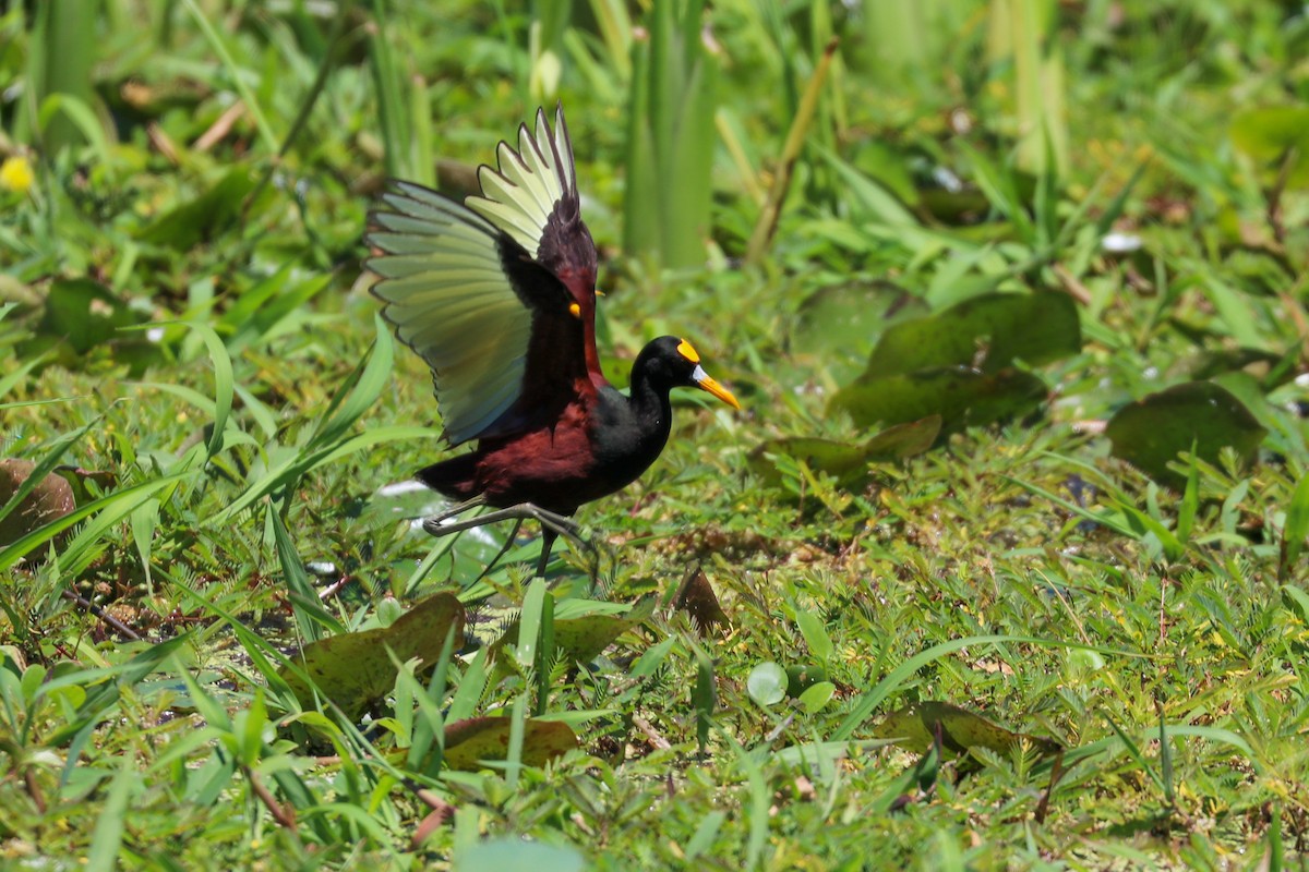 Northern Jacana - ML495651331