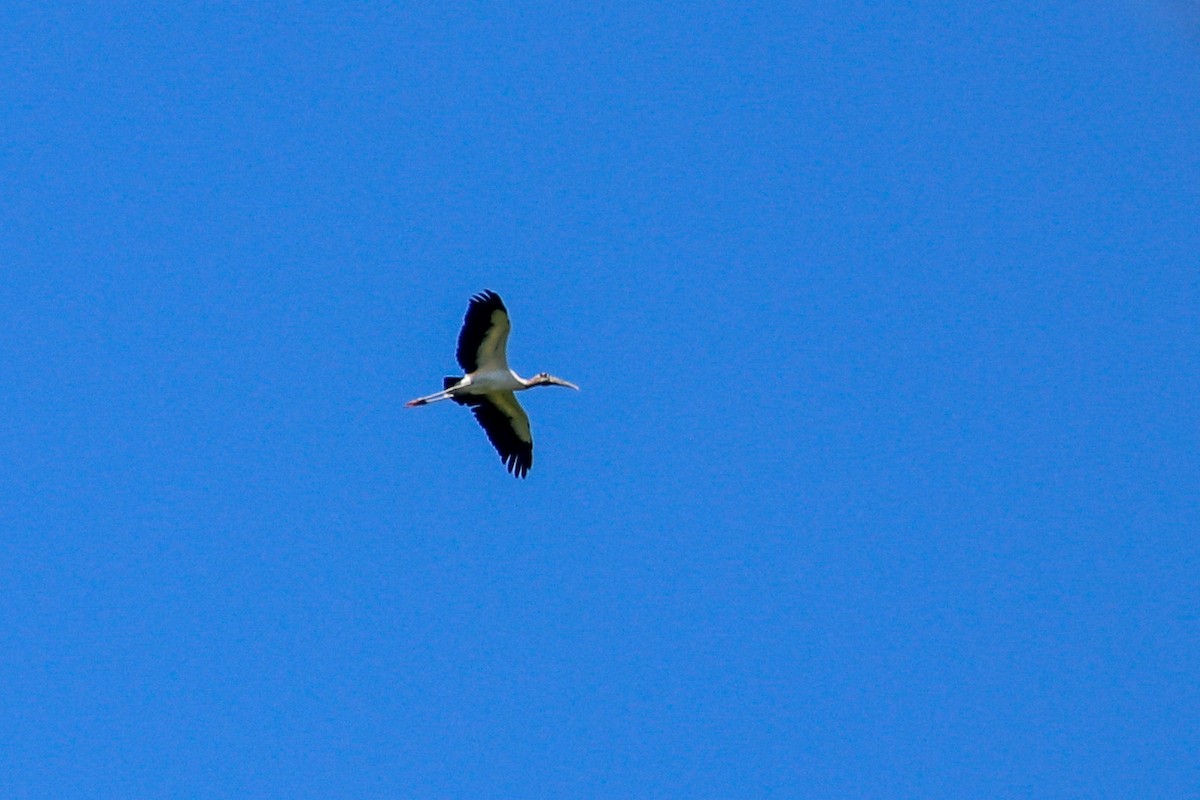 Wood Stork - ML495651341