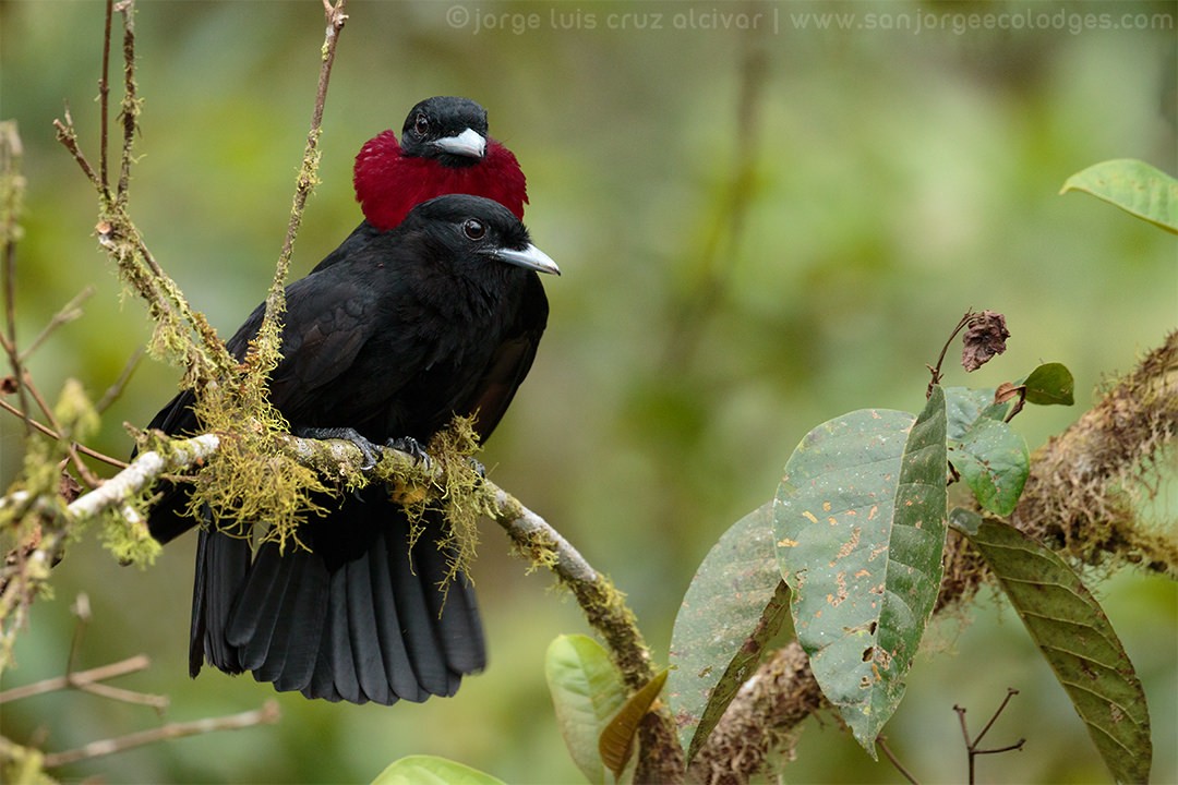 Purple-throated Fruitcrow - Jorge Luis Cruz Alcivar - Magic Birding Tours