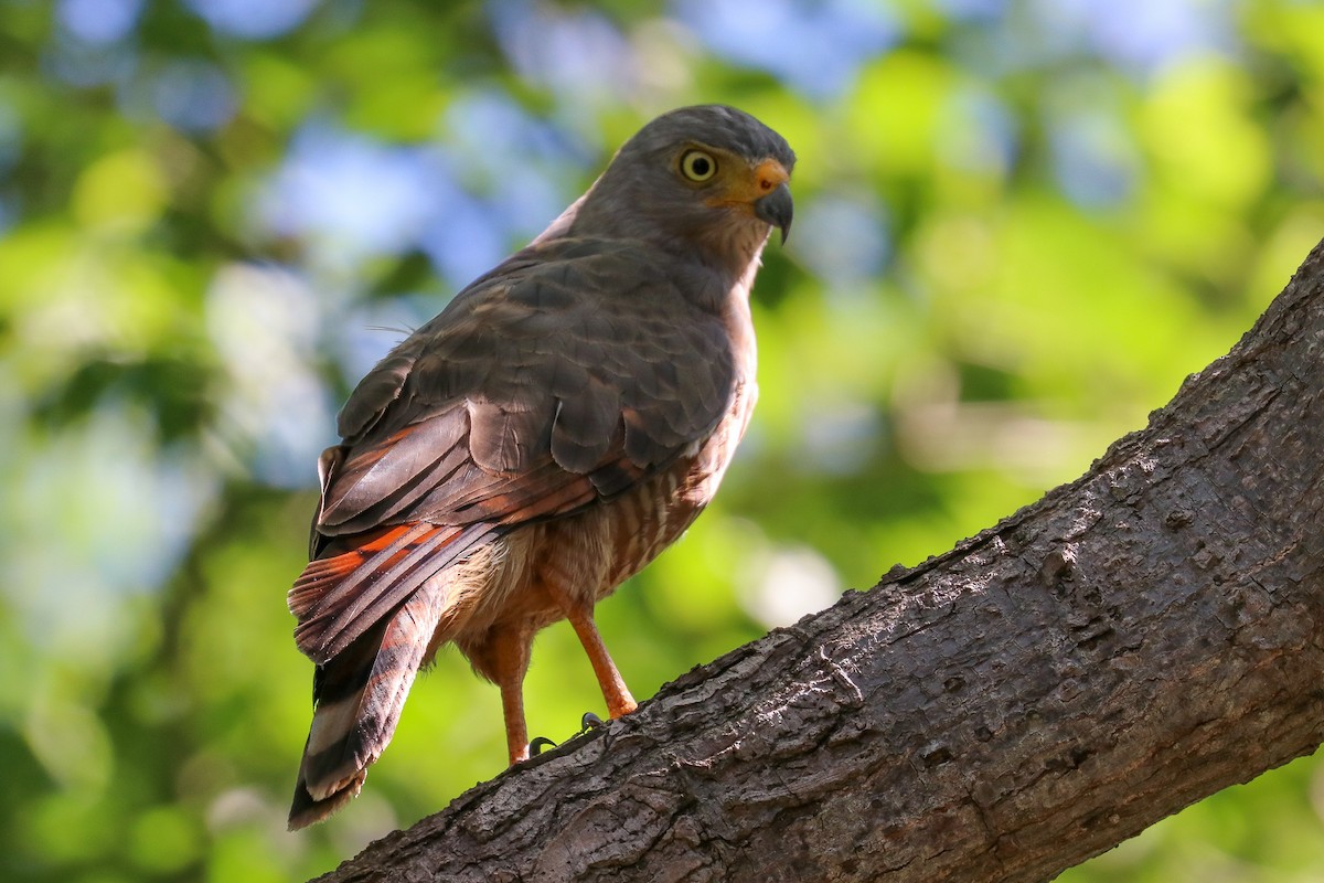 Roadside Hawk - ML495651401