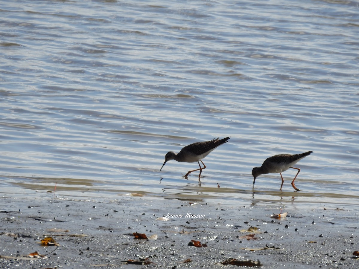 Lesser Yellowlegs - ML495652691