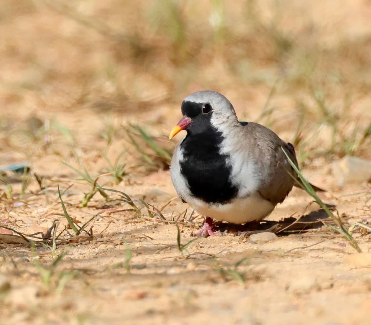 Namaqua Dove - Garret Skead