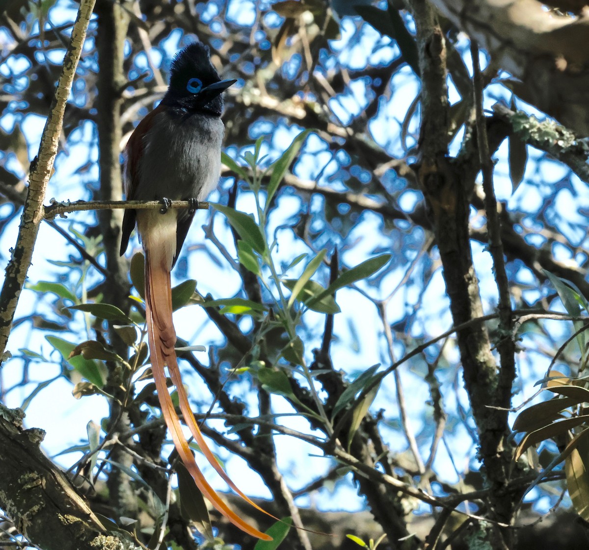 African Paradise-Flycatcher - ML495654881