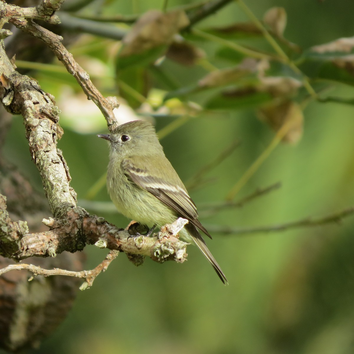Hammond's Flycatcher - Theresa Hyde