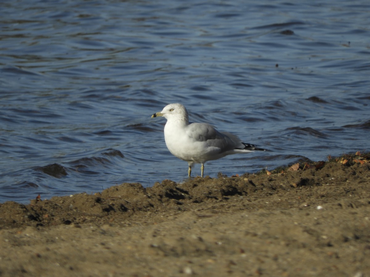 クロワカモメ - ML495655711