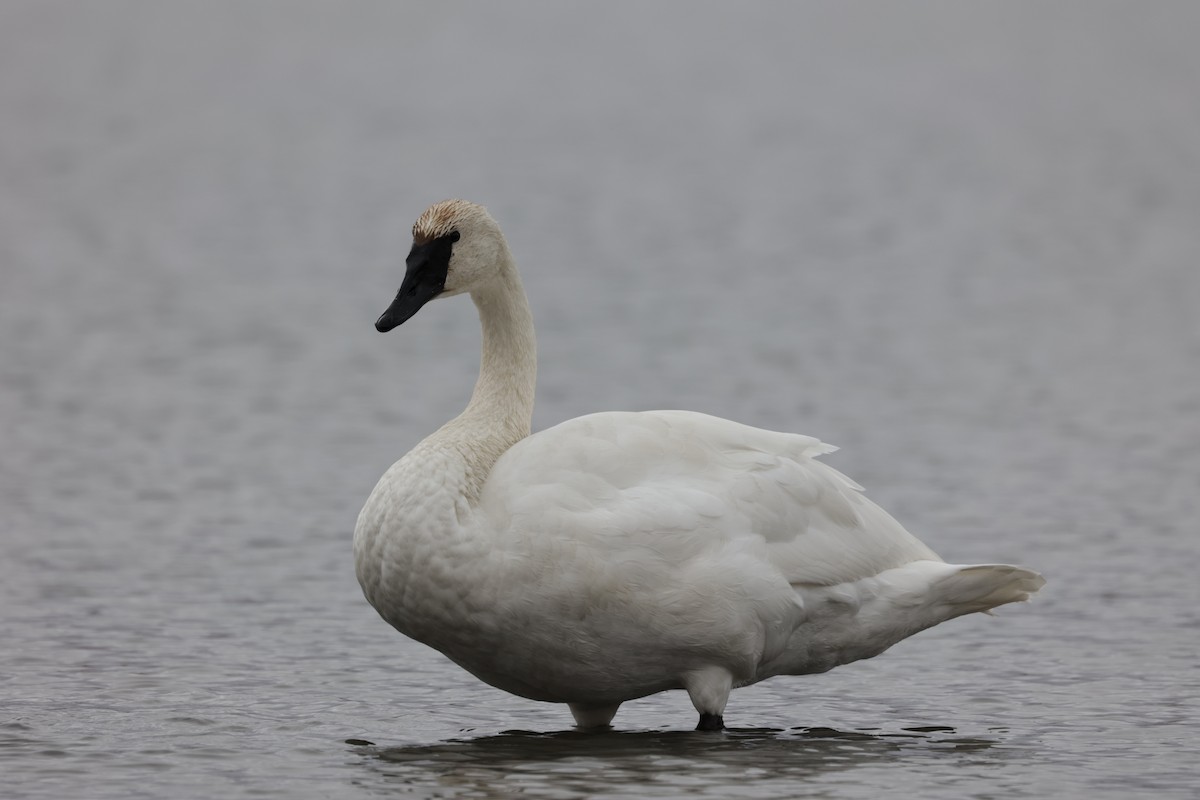 Trumpeter Swan - ML495655831