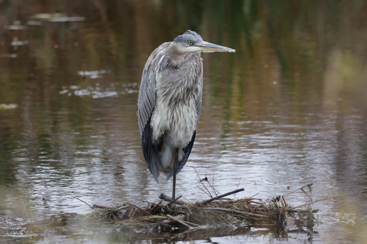 Great Blue Heron - ML495655951