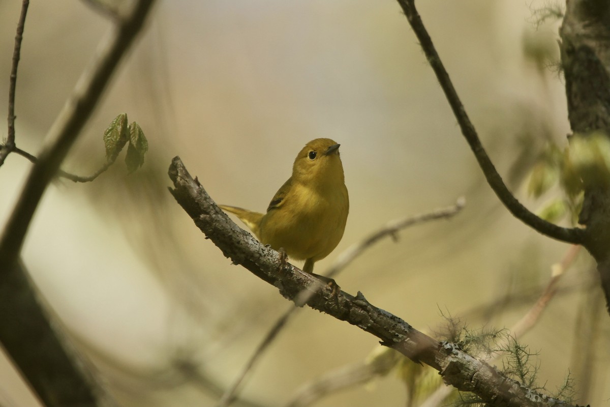 Yellow Warbler (Northern) - ML495658841