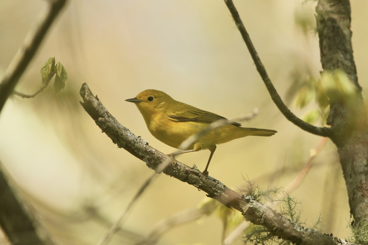 Yellow Warbler (Northern) - ML495658861