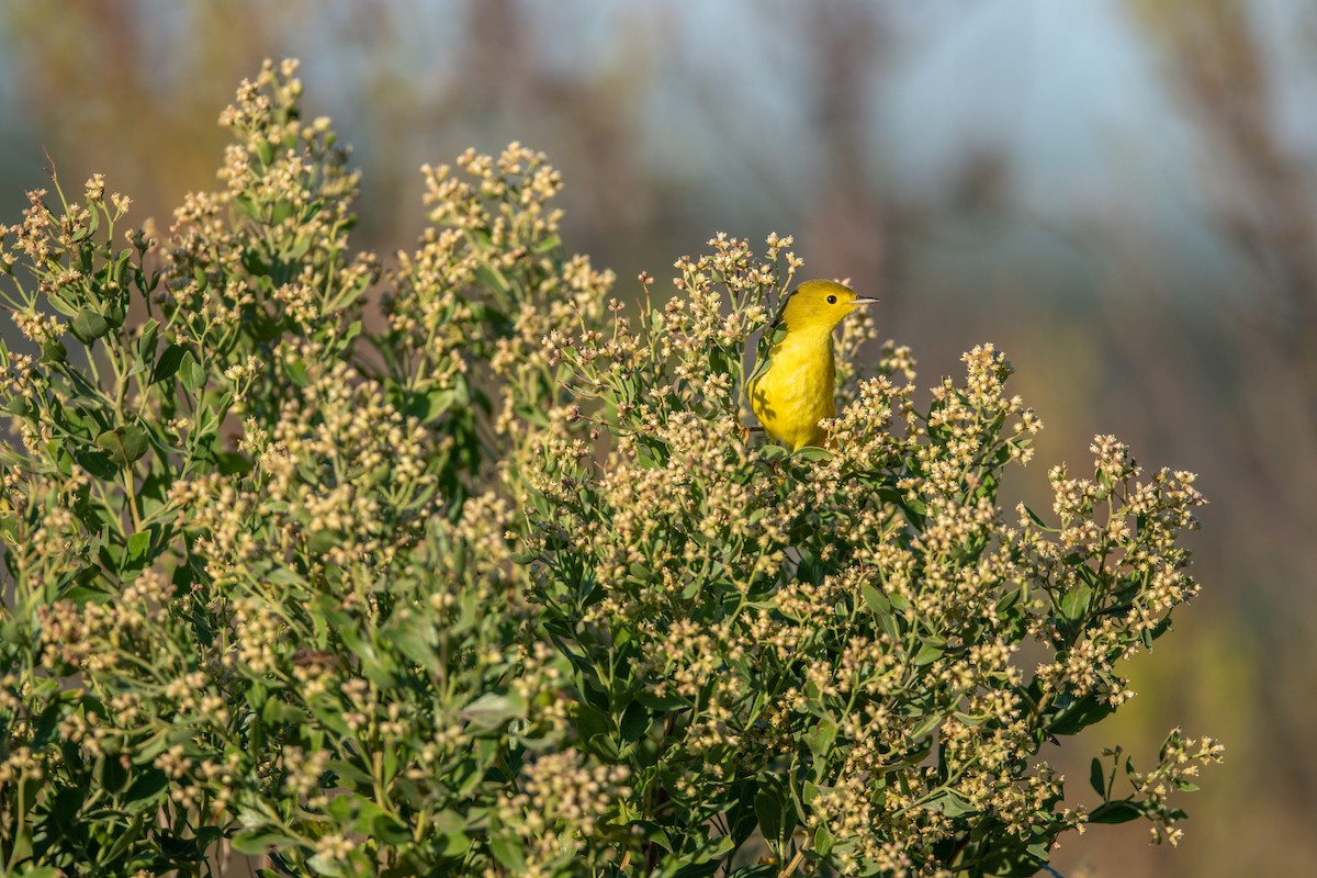 Yellow Warbler - ML495659701