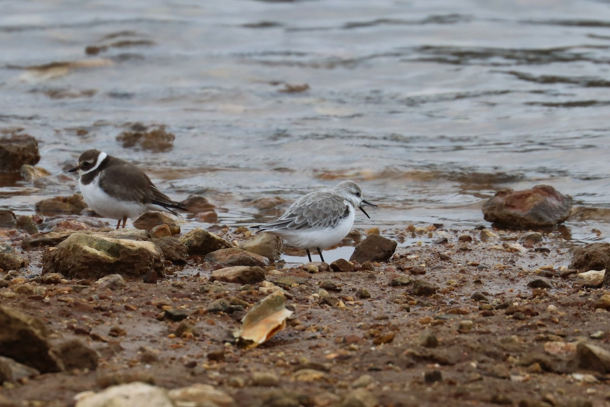 Sanderling - ML495661831