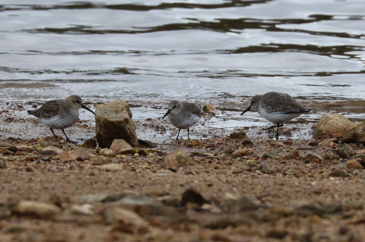 Dunlin - ML495662021