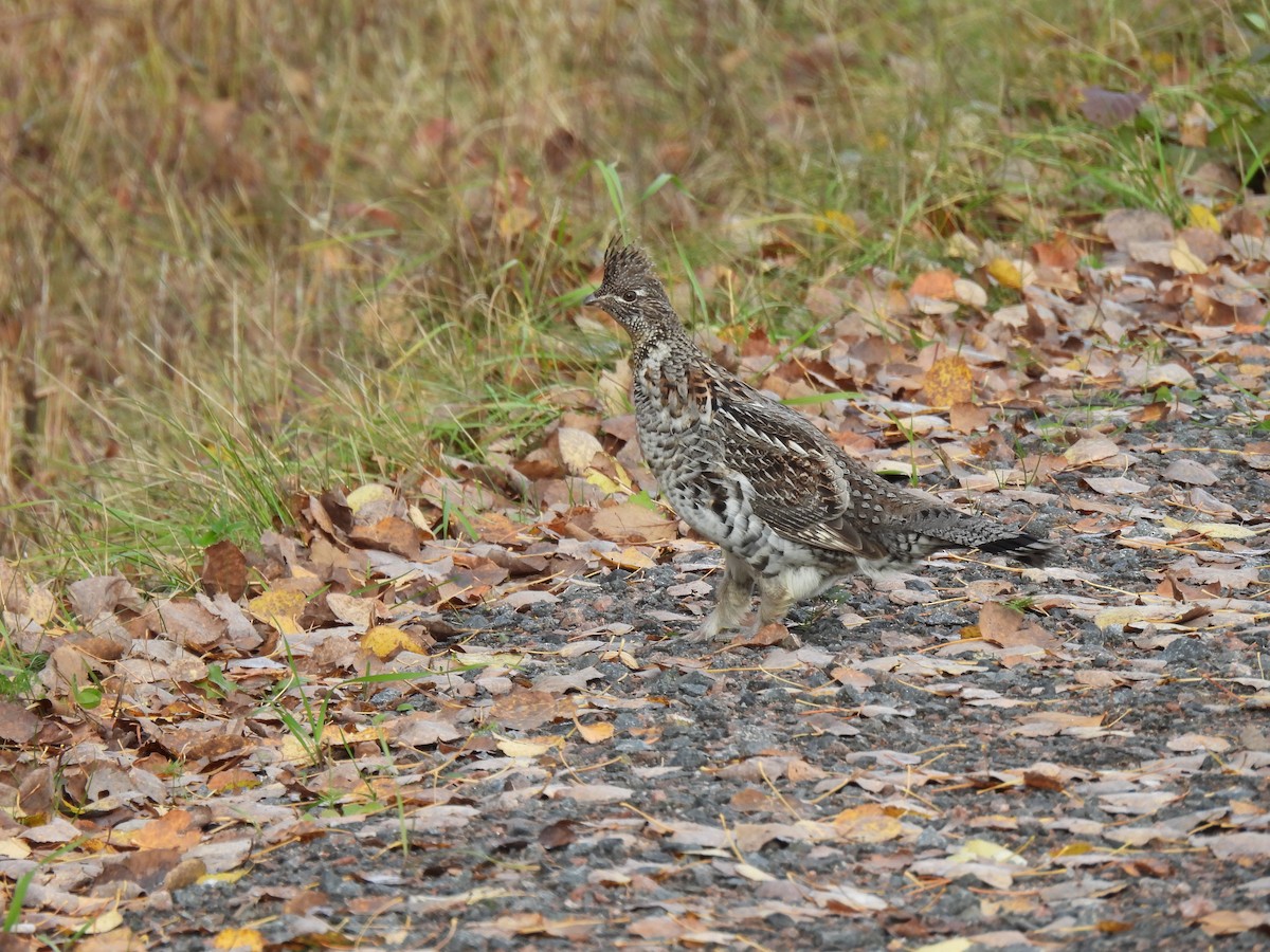 Ruffed Grouse - Dany Caouette