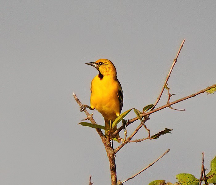 Oriole à dos rayé - ML495662491