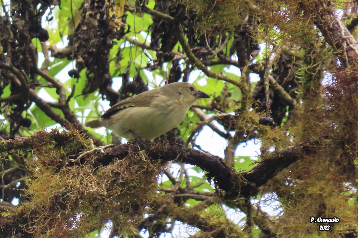 Woodpecker Finch - Pablo Camacho