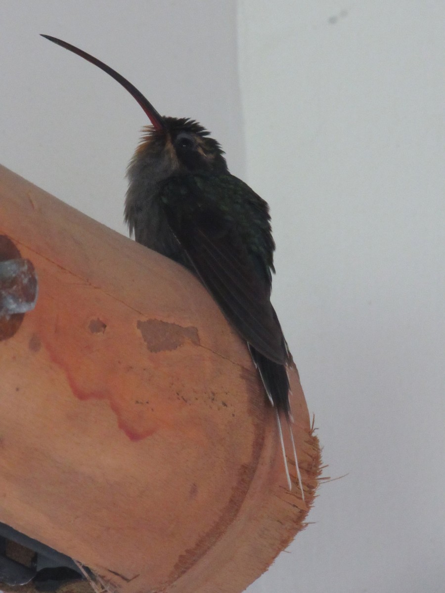 kolibřík šedobřichý - ML495664741