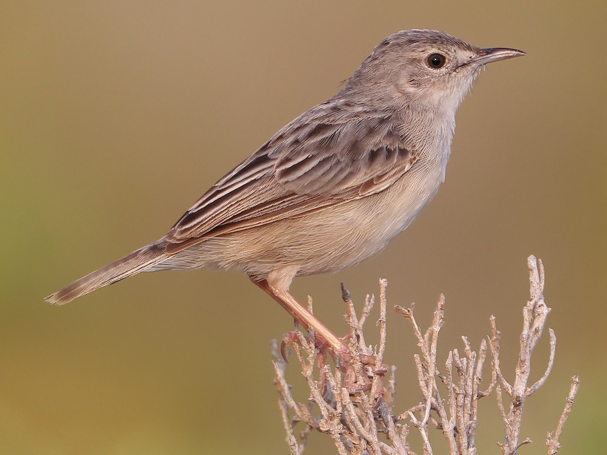Socotra Cisticola