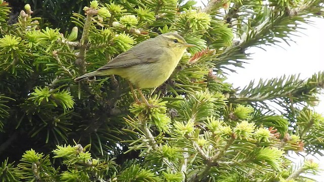 キバラムシクイ（affinis/perflavus） - ML495667171