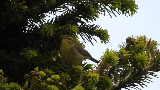 Pouillot de Tickell (affinis/perflavus) - ML495667211