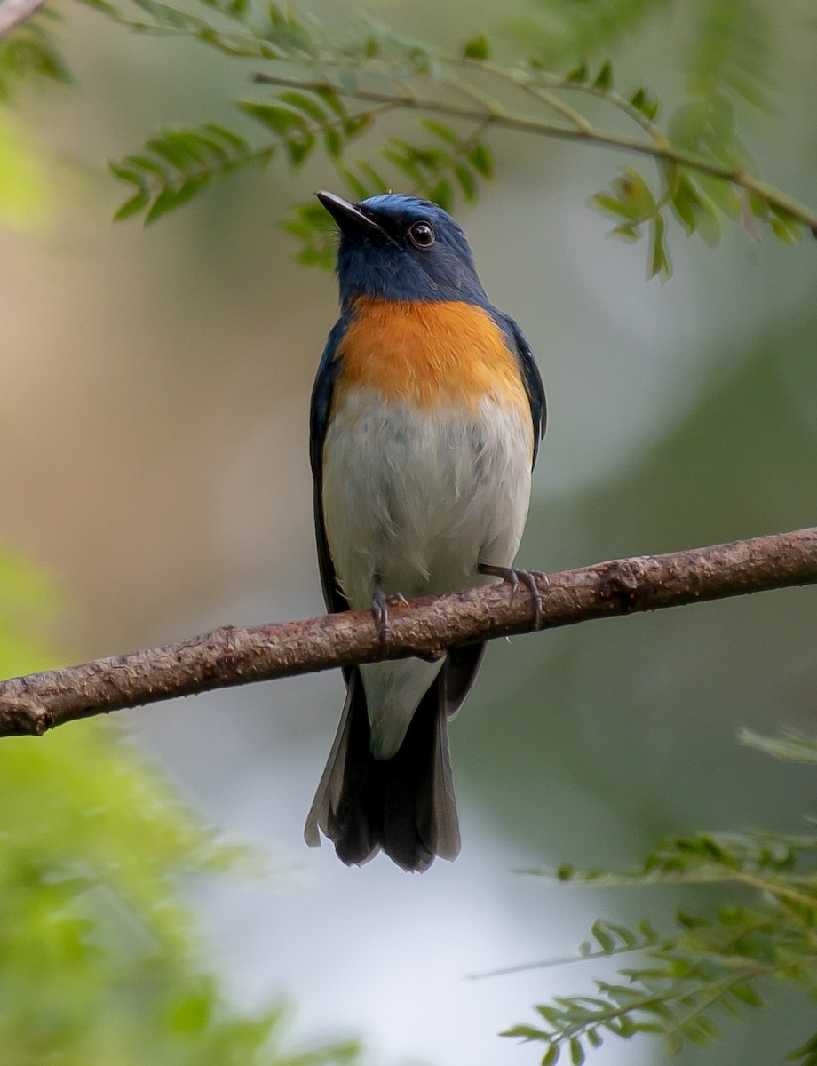 Blue-throated Flycatcher - ML495668501