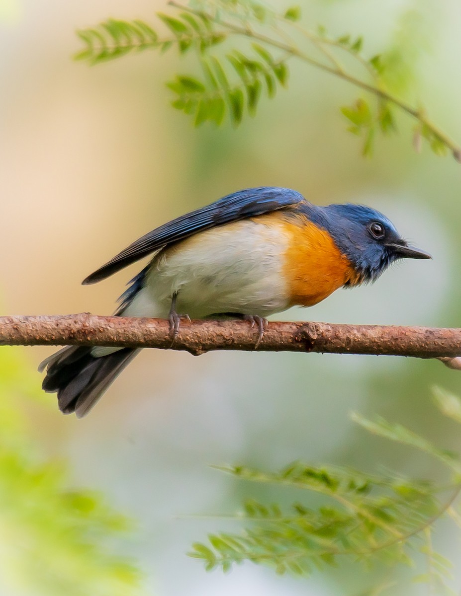 Blue-throated Flycatcher - ML495668511